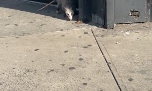 Biggest Opossum In Brooklyn