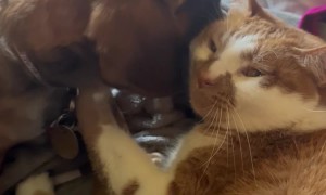 Cat Gives Puppy Baths