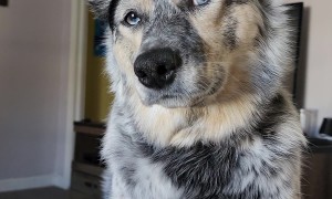 Daily Doggy Affirmations With Dad