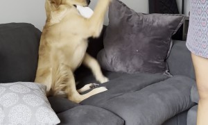 Puppy Makes Excellent Sparring Partner
