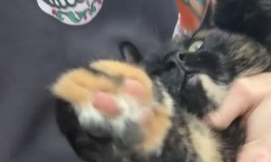 Escaped Chonker Gets Brought Back Inside