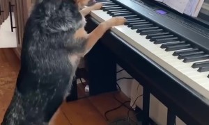 Pup Is A Piano Prodigy