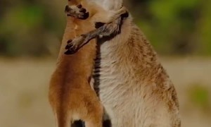Kangaroo Mom Embraces Her Baby