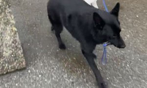 Stumpy the Shepherd Walks Stains the Hound