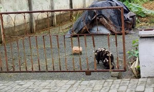 This Possum Mom Has Her Work Cut Out For Her