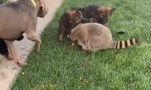 Pet Raccoon Plays With Puppies