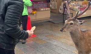 Japanese Deer Bows Before Cakes