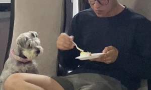 Schnauzer Just Wants a Bite of Cake