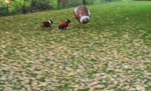 Kickoff Time With Boston Terriers