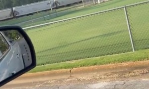 Falcon Flies Along With Driver