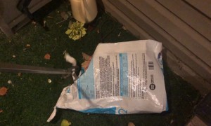 A Stranger Makes Its Home In A Cat Food Bag