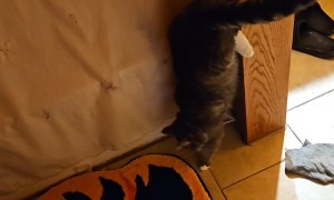 When Your Cat Is Terrified of Your Halloween Decorations