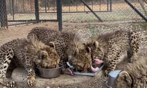 Cheetahs Race To Their Food Bowls During Feeding Time