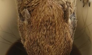 Squirrel Enjoys Morning Pick-Me-Up