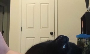 Cat Owner's Work-From-Home Woes