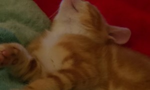 Delayed Startle From Half a Brain Cell