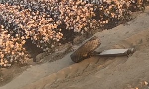 Low-Flying Plane Grazes Farming Machinery