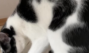 Cat Loves Treading on Plastic Bag