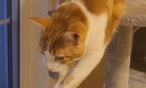 Cat Tries to Catch His Last Brain Cell