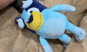 Tiny Kitten Takes a Tumble Backwards