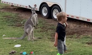 Tetherball With A Kangaroo
