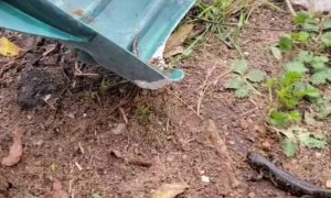 Rescued Salamanders Hit Undo