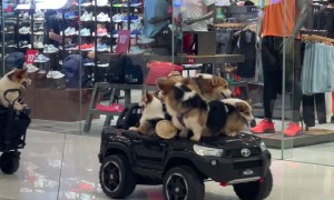 Corgis Parade Through Mall on Toy Car
