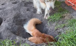 Golden Retriever Friendly Fire