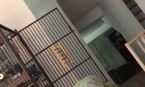 Quaker Parrot Has Words For His Owner