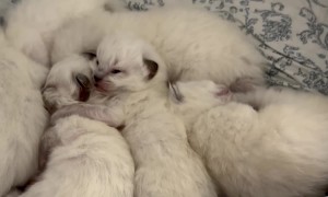 Litter of Newborn Kittens Sleep Together