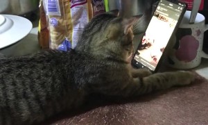 Grey Cat Caught Watching Videos