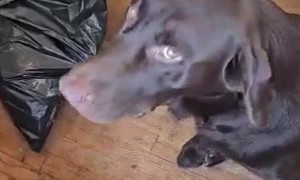 Dog Partied A Little Too Hard