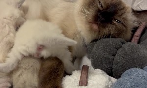 Dinnertime For Fluffy Ragdoll Kittens