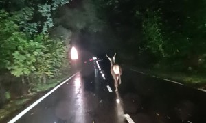 Deer Runs Down Middle of Road