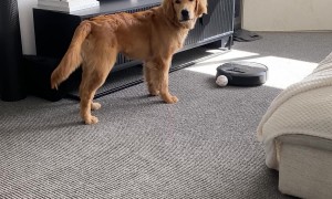 Robovac Plays Ball With Golden Retriever