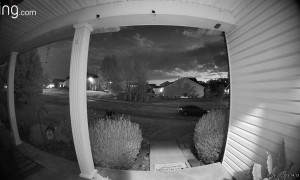 Excited Dogs Send Owner Down