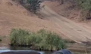 Hippo Water Theatrics