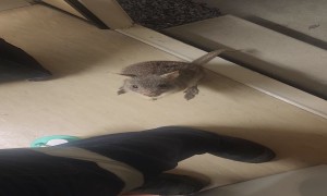 Friendly Bettong Comes For a Visit