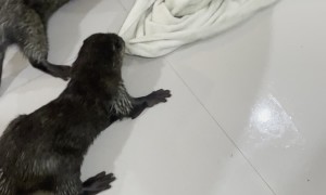 Otters Team Up Against Towel