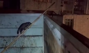 Police rescue raccoon trapped in waste bin