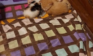 Kittens Adopt a Pet Mouse