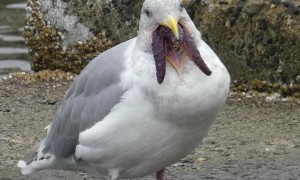 An Alien-Looking Seagull