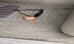 Chicken Shut in Car Leaves Behind Gift