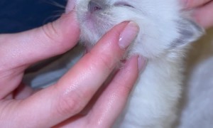 Tiny Massage For A Tiny Kitten