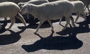 Flock of Floof Causes Traffic Jam