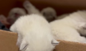 A Conglomeration Of Kittens