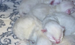 Sleeping Pile of Newborn Kittens