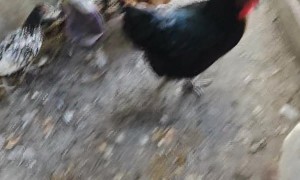 Henny Penny Saves The Day