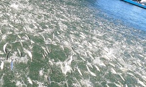 School of Fish Flocks to the Surface