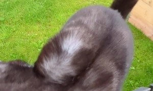 Cat Defies Gravity For Scritches